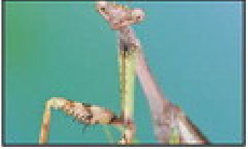 Bills propose additional Oklahoma state symbols